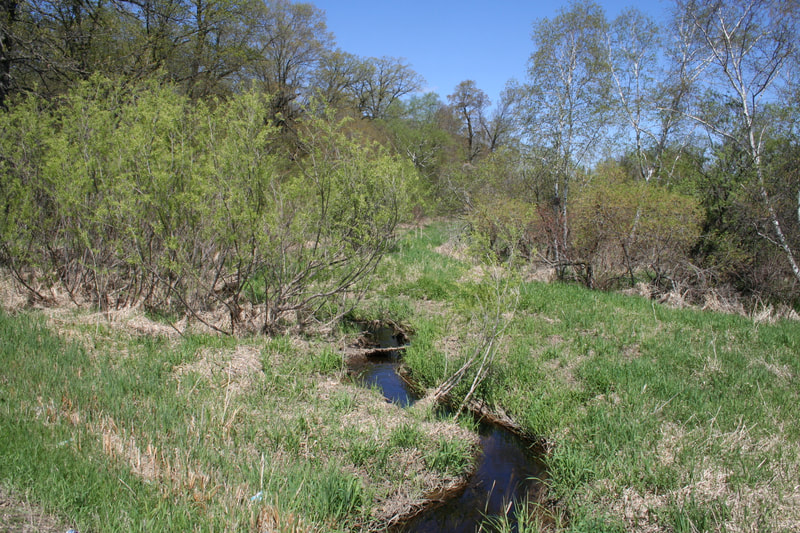 Annandale Wetland Treatment System, stream going through vegetated area in high water conditions
